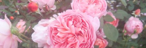 annavrobinette's profile banner image