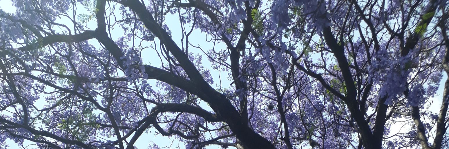 lhizz_r's profile banner image