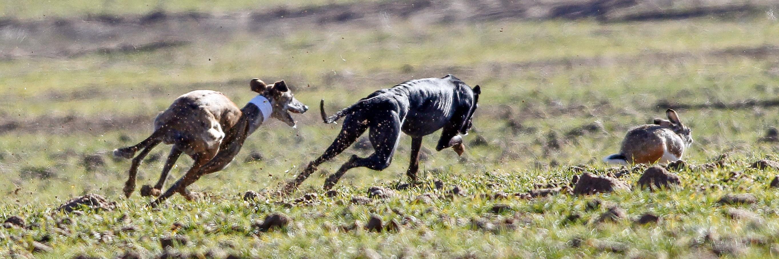 FedeGalgos Española banner