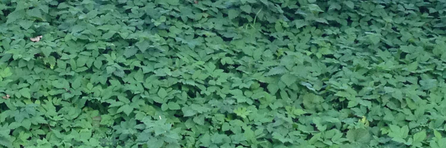PoesMoortje's profile banner image
