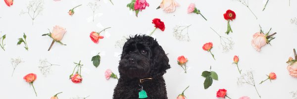 danrindl Profile Banner