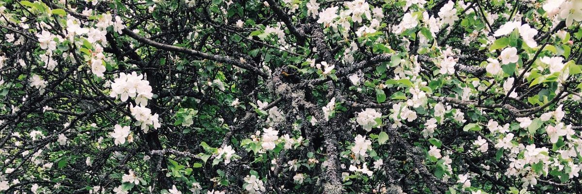 semi4kass's profile banner image