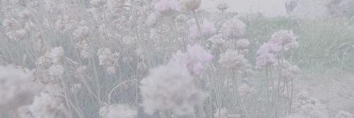 ash banner