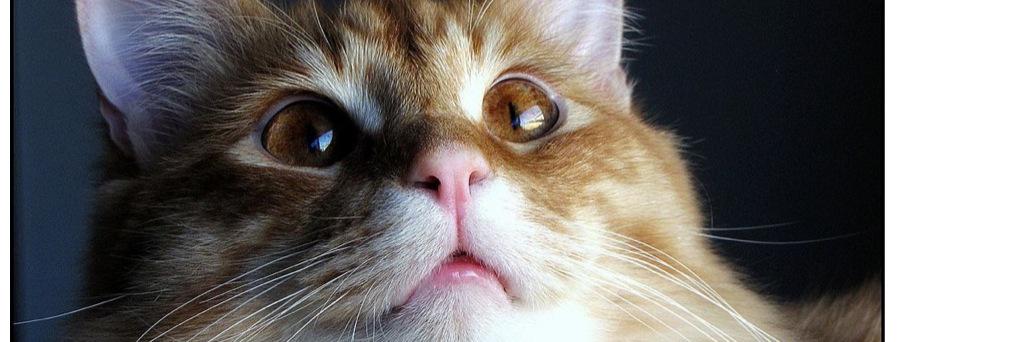HesACuriousCat's profile banner image