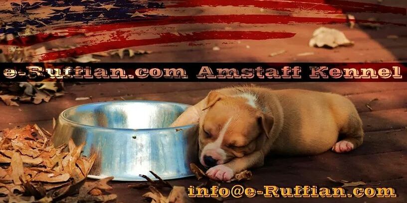 amstaffs's profile banner image