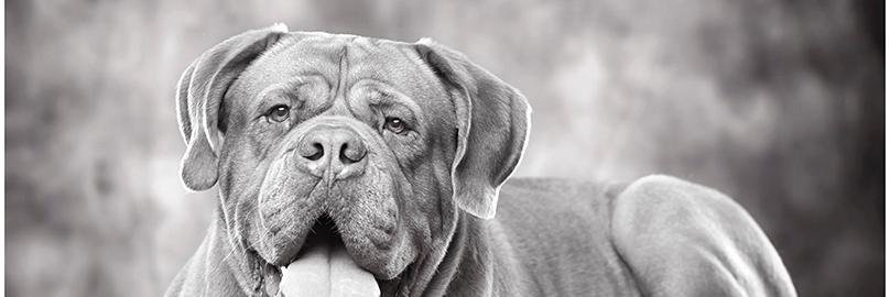 Valleymastiff's profile banner image