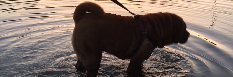 Sharpeiwou's profile banner image