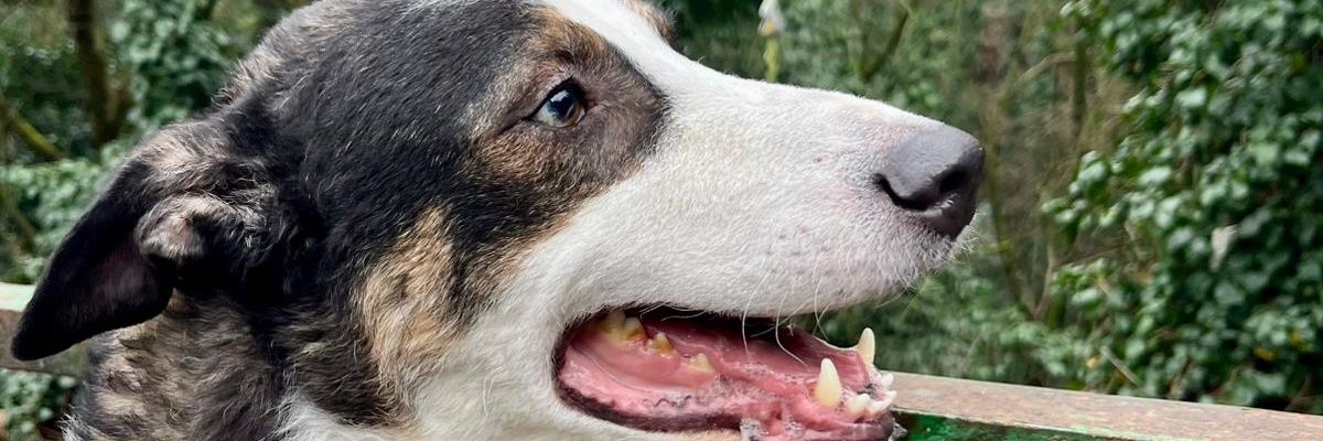 GenFarina's profile banner image