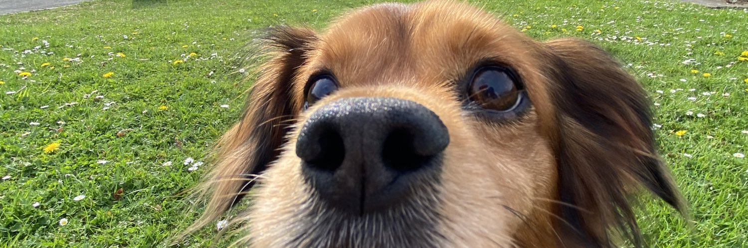 dovengerful's profile banner image