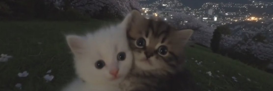 jankweyl's profile banner image