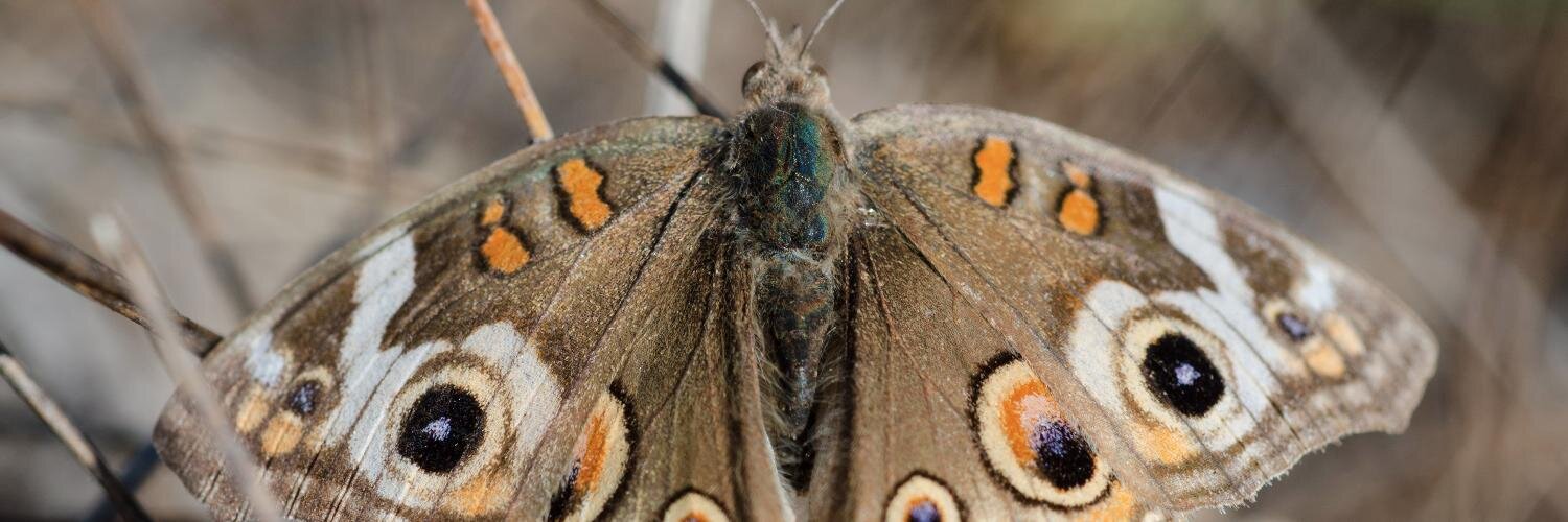 analog lauren banner