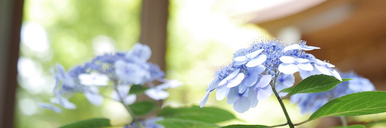 lomidive's profile banner image
