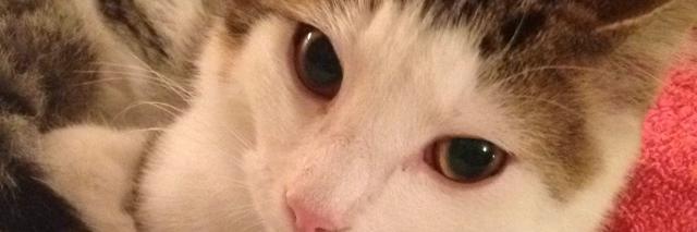 StuffWithCats's profile banner image