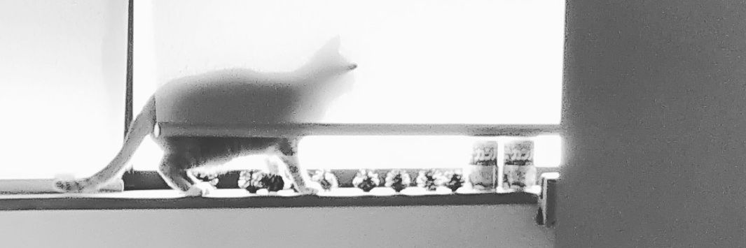 dogmassagecs's profile banner image
