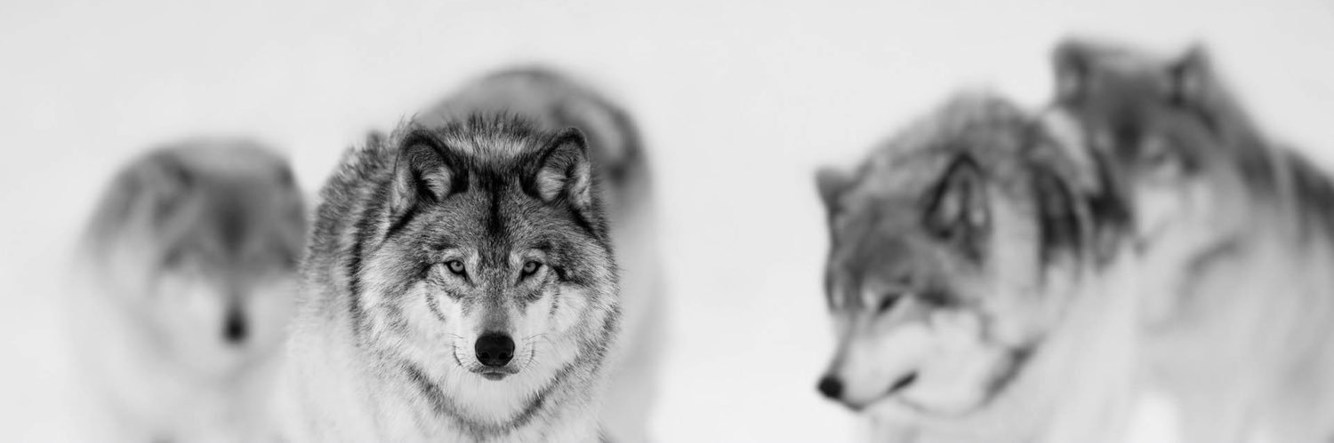 U16 AAA Central Ontario Wolves banner