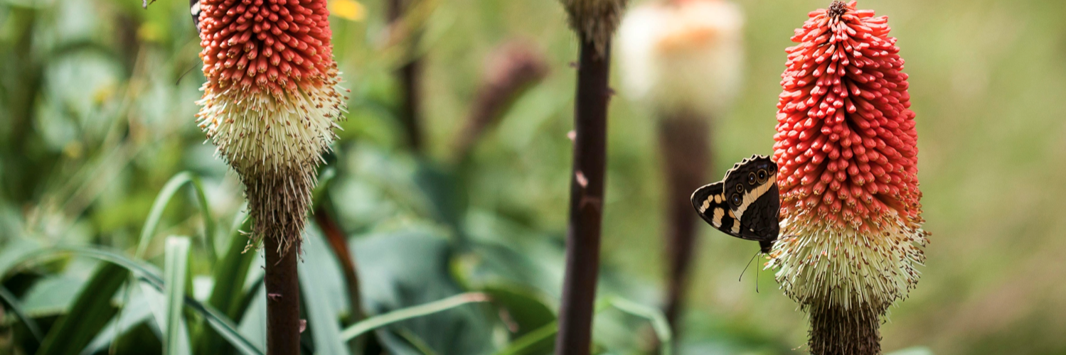 PollinationPapers banner