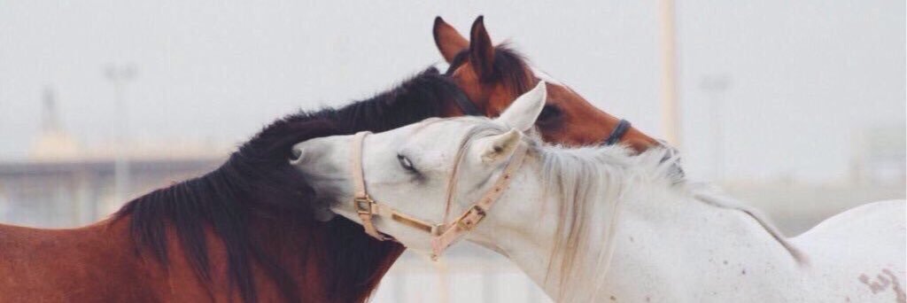 shaat_7's profile banner image