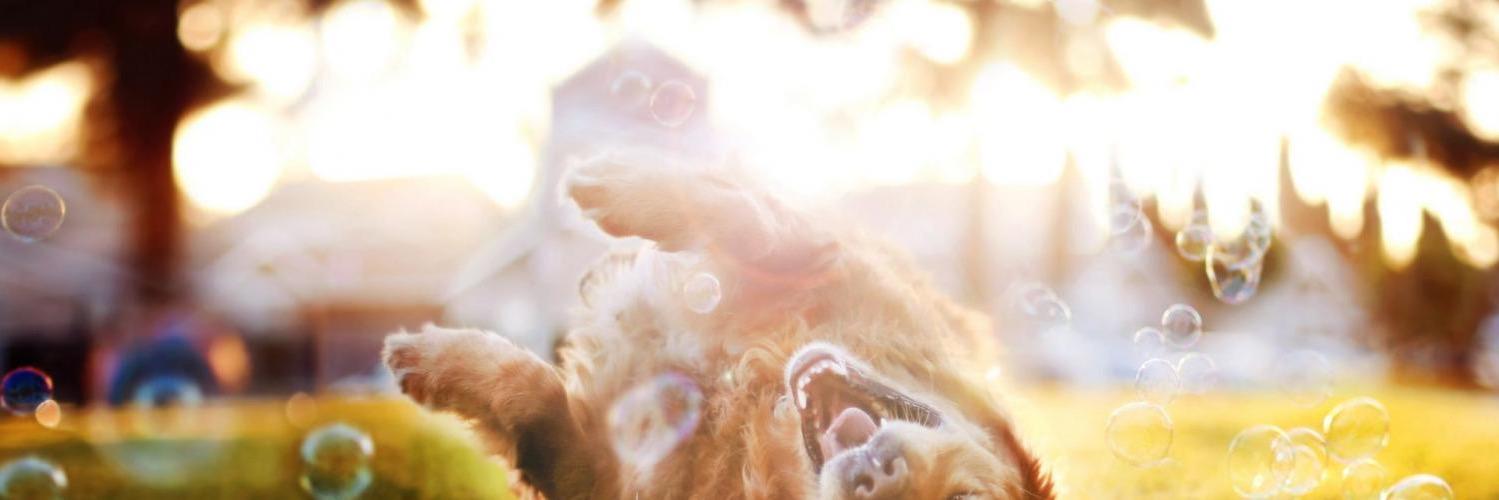 EastPlanoDogs's profile banner image