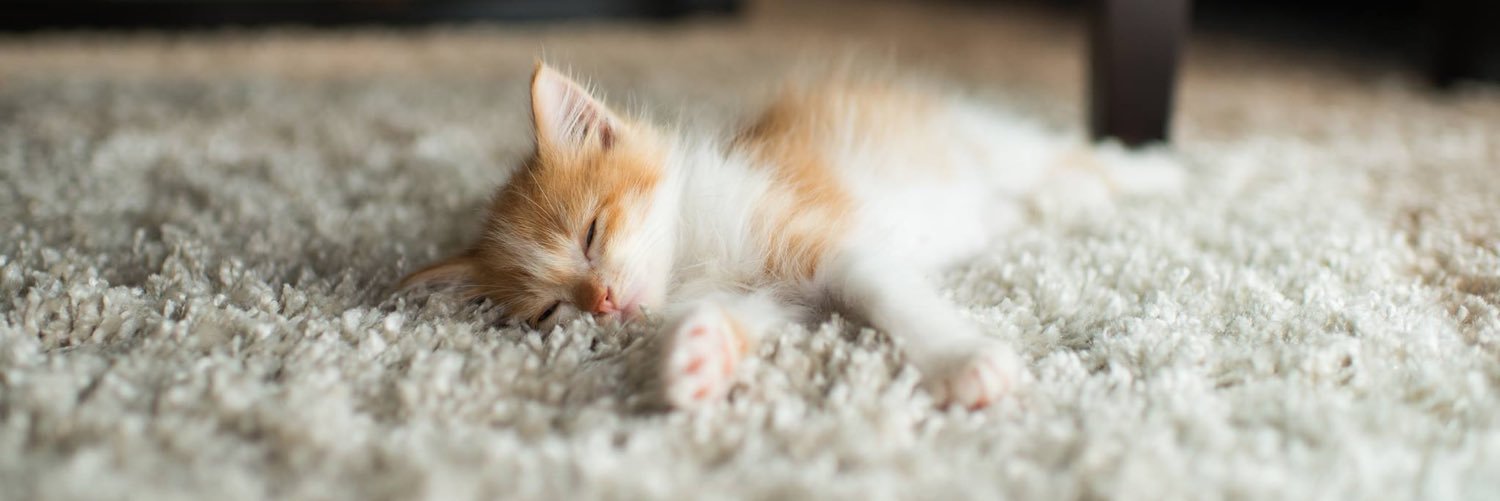ImogenTheKitten's profile banner image