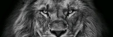 afdazl_'s profile banner image
