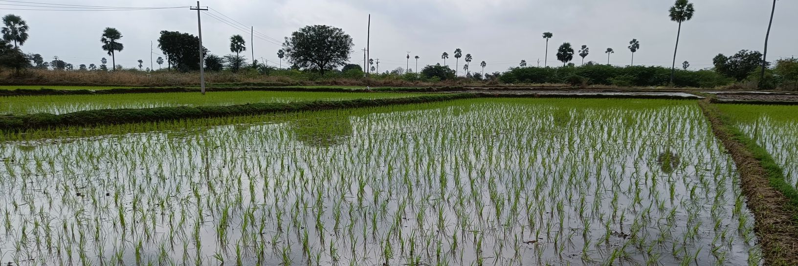 Sireesh Yeshwantapur banner