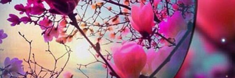 pamelapinesp's profile banner image