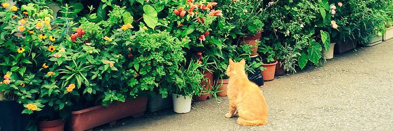 Forestcat_dsk's profile banner image