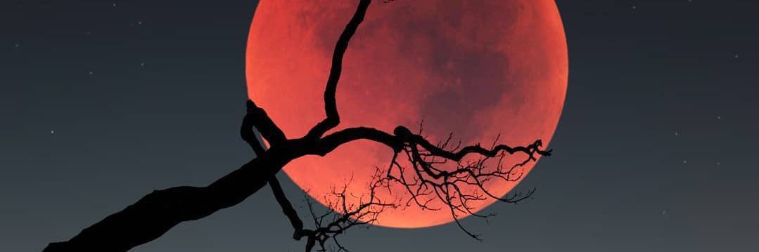 auntydoge's profile banner image