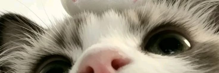 Meowdripp's profile banner image