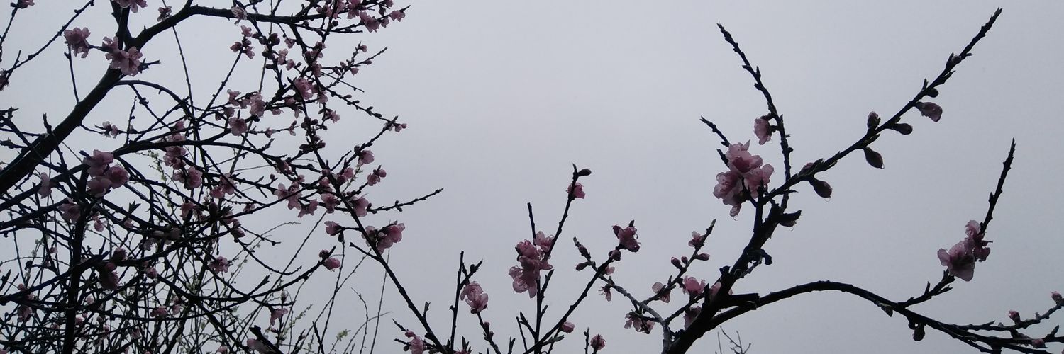 BorichoFT's profile banner image