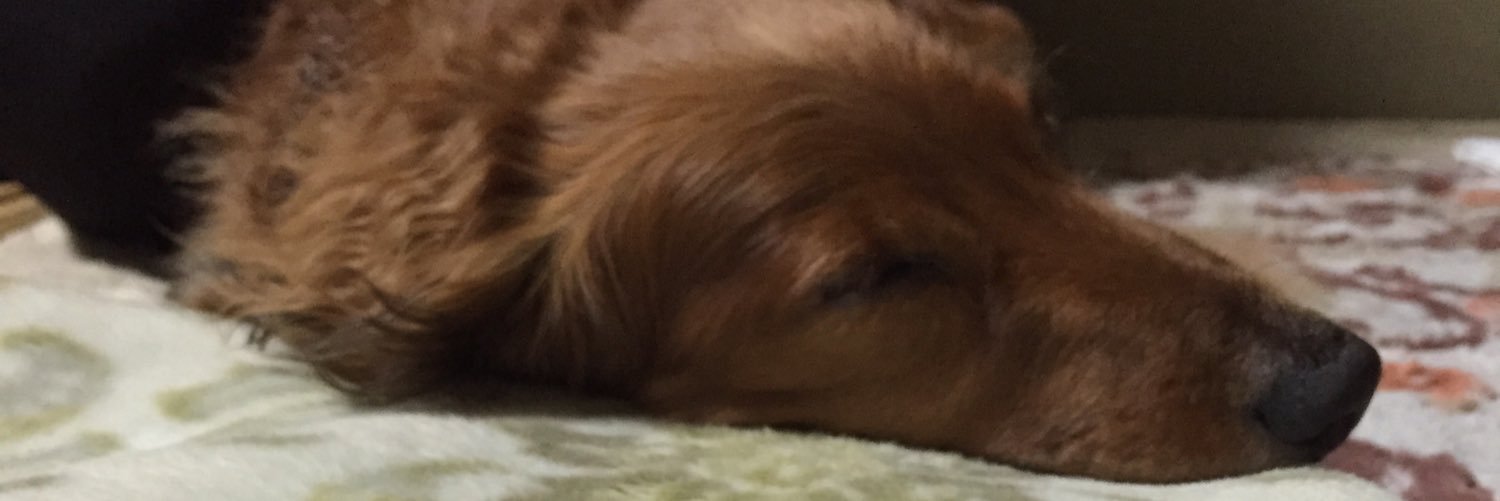 inunui_'s profile banner image