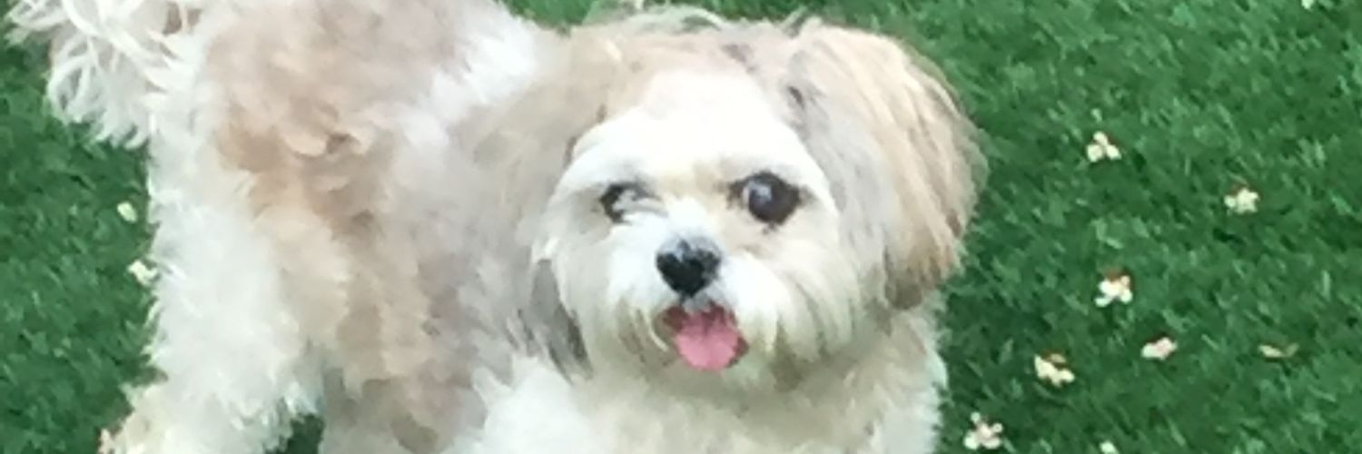 alex_stransky's profile banner image