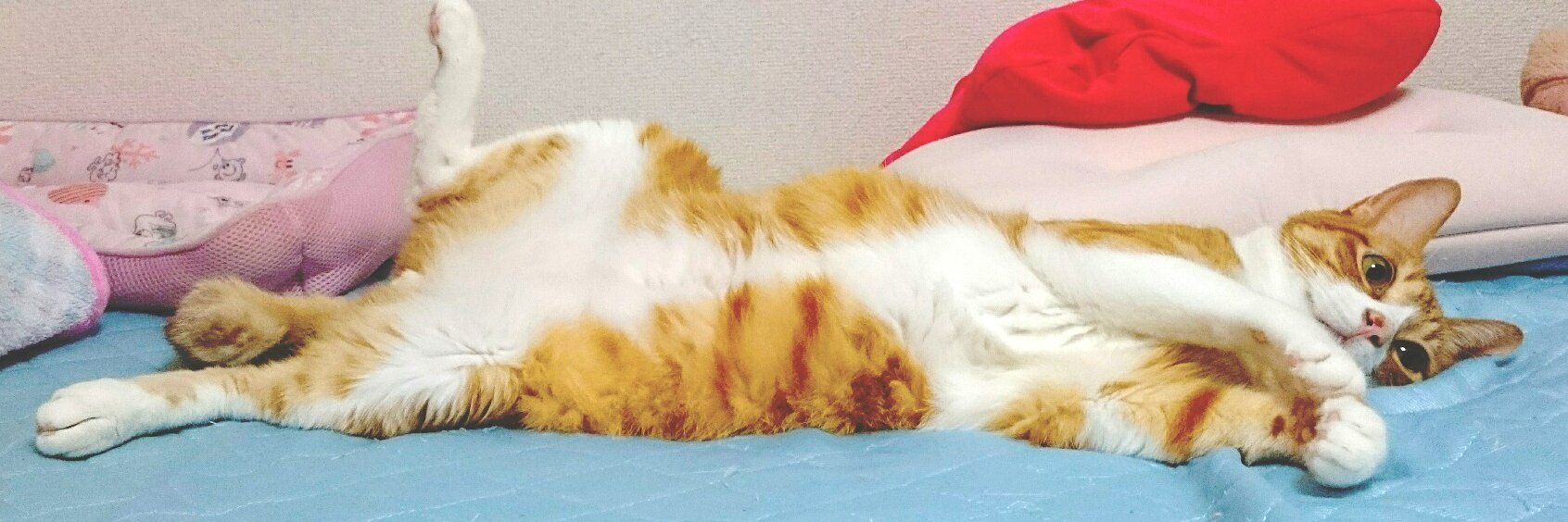 raichi_k's profile banner image