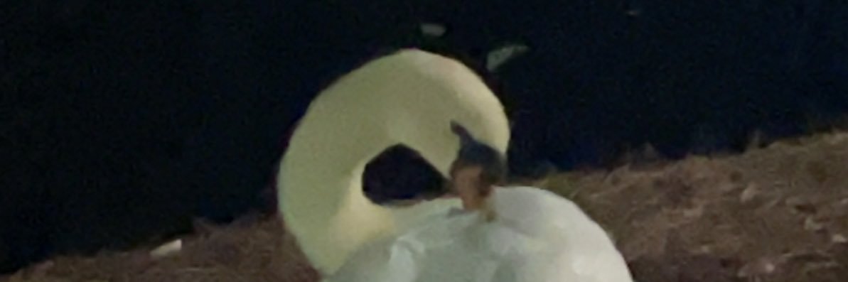 fortuneswan's profile banner image