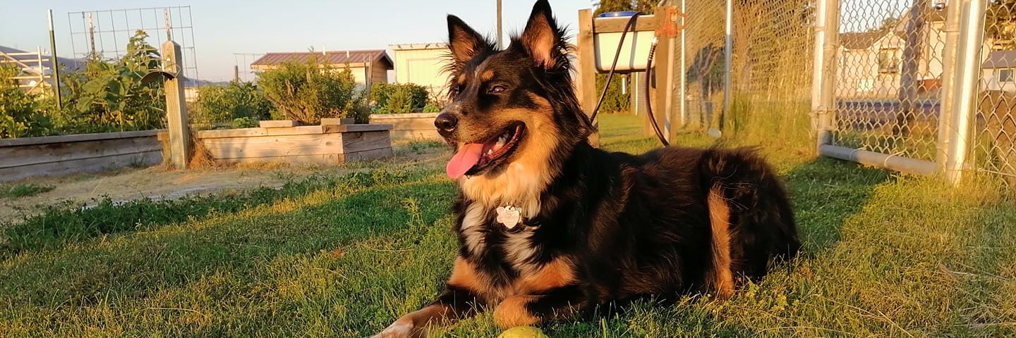 Rodger Williams banner