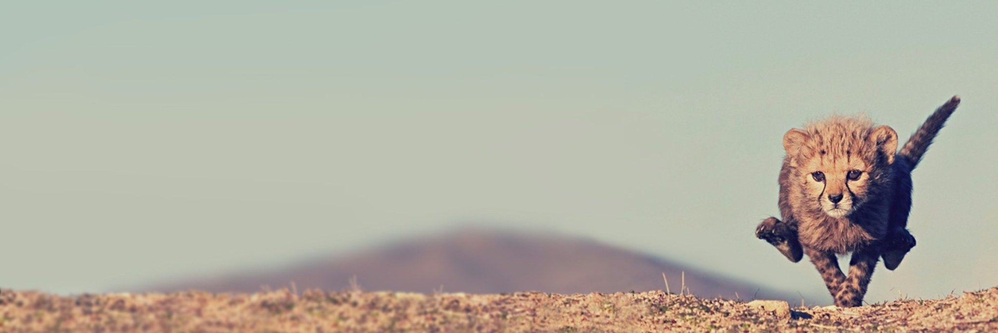 BargashJoey's profile banner image