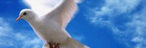 f_sharha's profile banner image