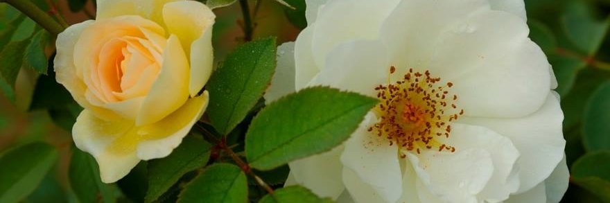 AymaHu's profile banner image