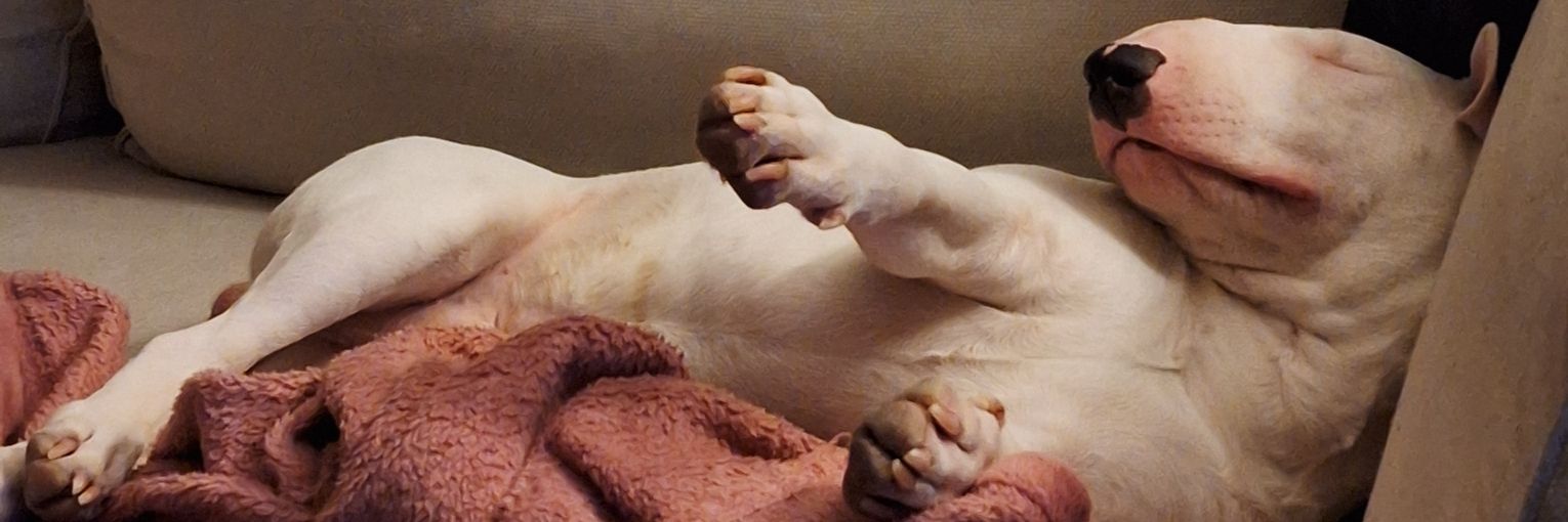 Alex 🇺🇦 banner