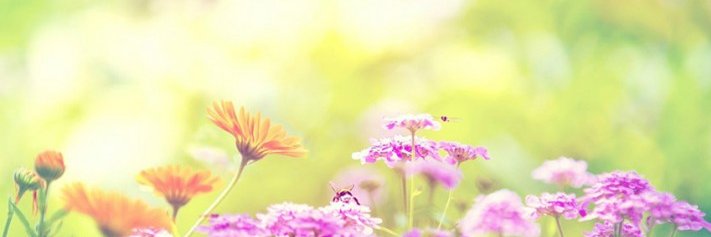 vanessalopes712's profile banner image