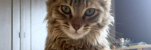 Simba_Cat_'s profile banner image