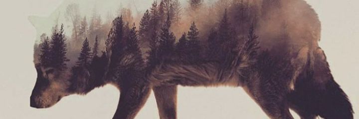 YodaWader's profile banner image