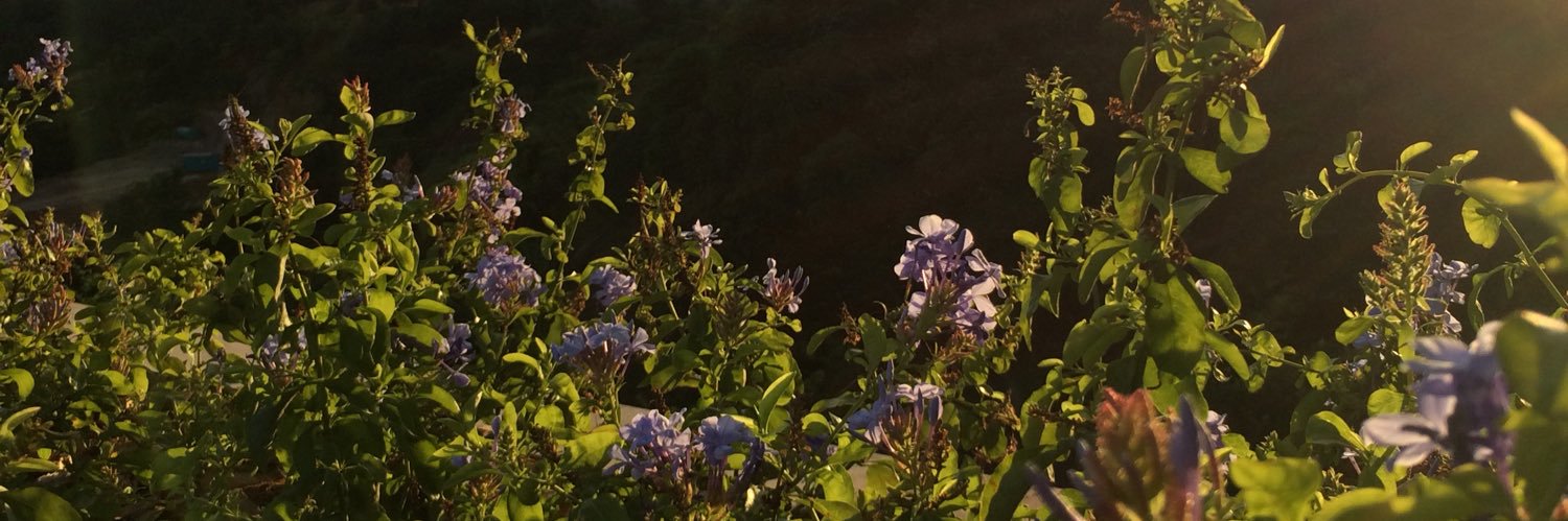 deveramartin's profile banner image