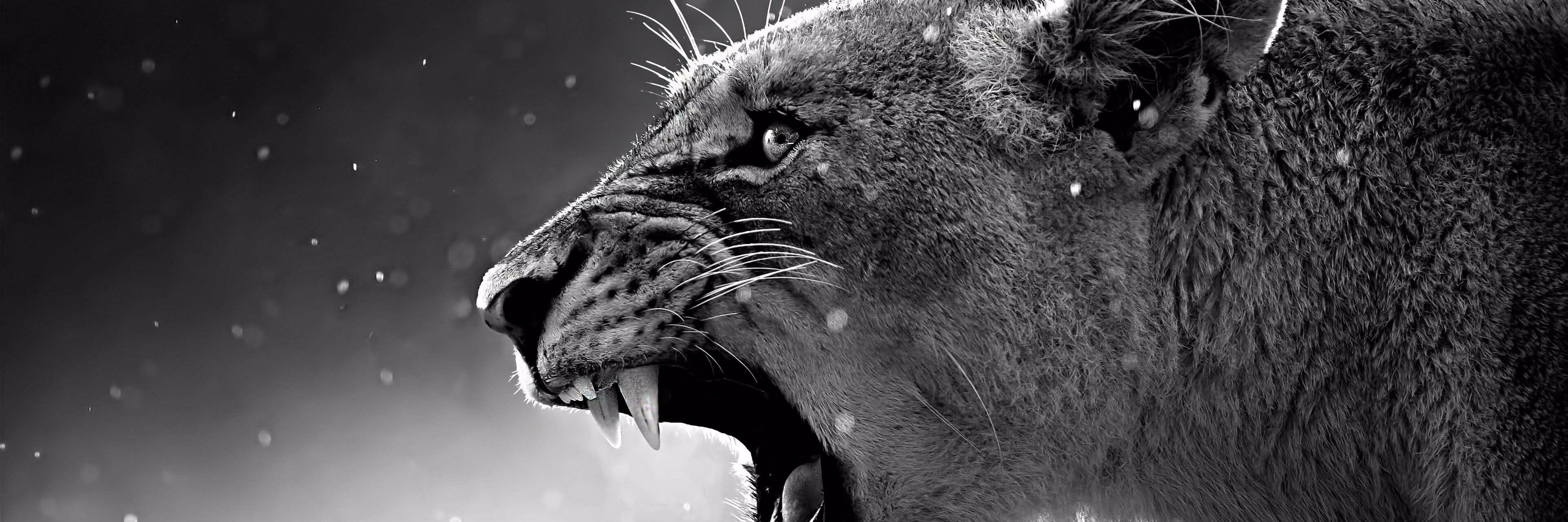 BBewyx's profile banner image