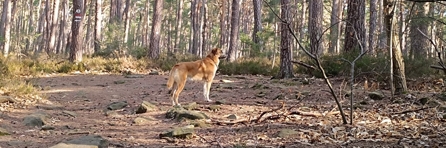 LieberFrank's profile banner image