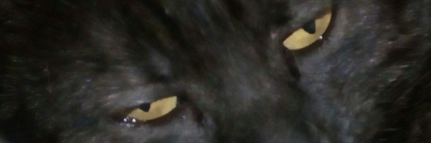 ฅ⁠^⁠•⁠ﻌ⁠•⁠^⁠ฅYuemie.⁠｡⁠*⁠♡ banner