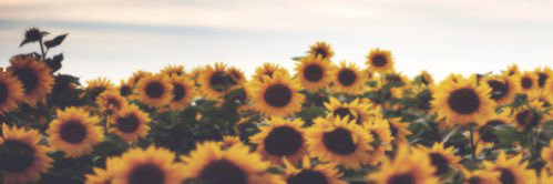 _tessaferzli's profile banner image