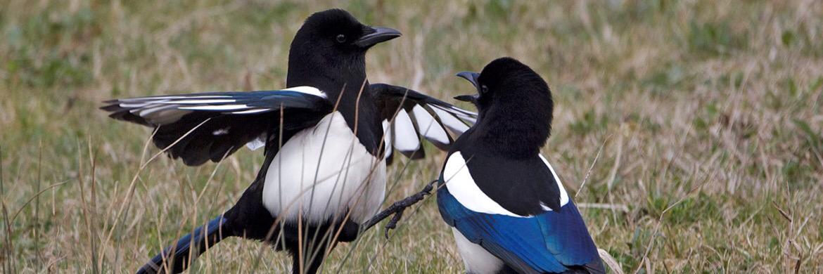 LongEatonMagpie's profile banner image