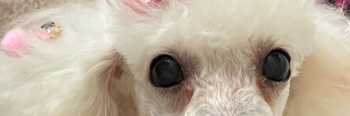 𝔼𝕩𝕡𝕣𝕖𝕤𝕤𝕚𝕧𝕒 banner