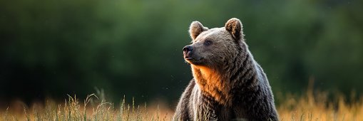 gülsEnE Çocuk banner